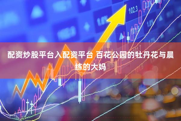 配资炒股平台入配资平台 百花公园的牡丹花与晨练的大妈